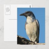 Prachtige Westerne scrub Jay Briefkaart (Voorkant / Achterkant)