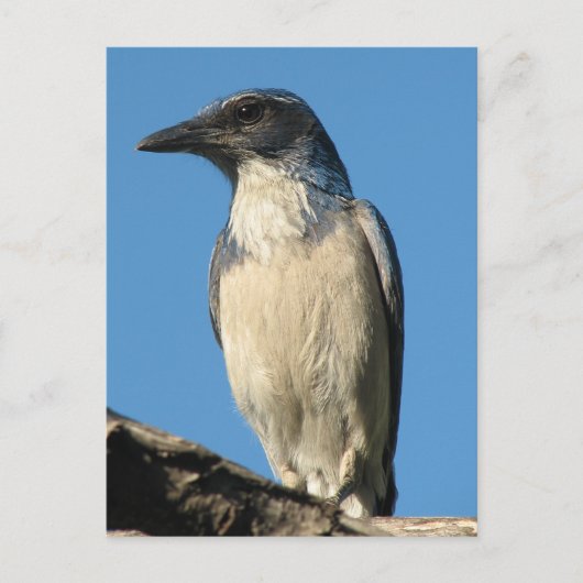 Prachtige Westerne scrub Jay Briefkaart (Voorkant)