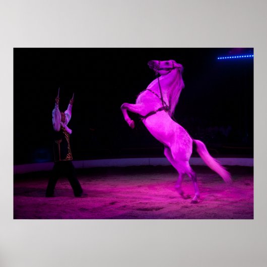 Prachtige White Circus Horse Poster (Voorkant)