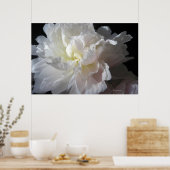 Prachtige White Peony Blossom Poster Prints (Keuken)