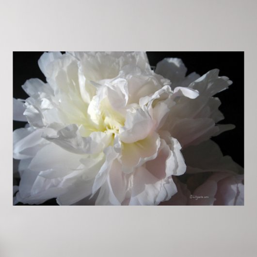 Prachtige White Peony Blossom Poster Prints (Voorkant)