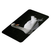 Prachtige White Swan Premium Magnet Magneet (Linkerzijde)