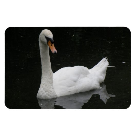 Prachtige White Swan Premium Magnet Magneet (Horizontaal)