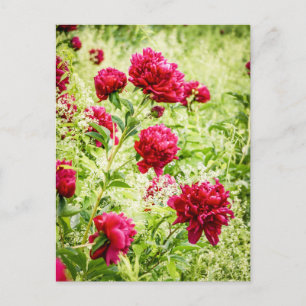 Prachtige Wild Peony Flowers Briefkaart