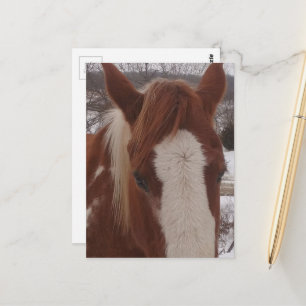 Prachtige winter Paint Horse Merrie Briefkaart