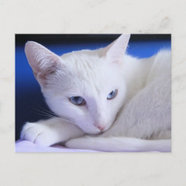Prachtige witte kat/voeg de foto van uw huisdier t briefkaart