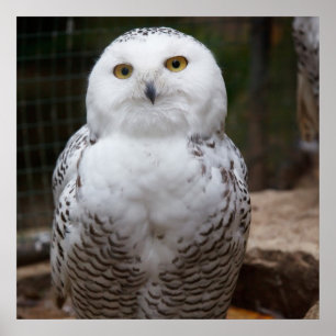 Prachtige witte orkaanvis poster