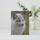 Prachtige witte wift Fox Briefkaart (Staand voorkant)