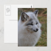Prachtige witte wift Fox Briefkaart (Voorkant / Achterkant)