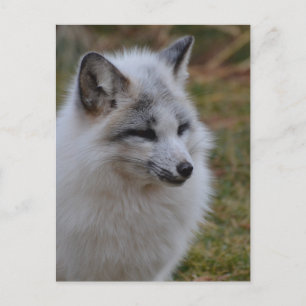 Prachtige witte wift Fox Briefkaart