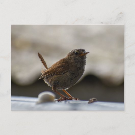 Prachtige Wren Briefkaart (Voorkant)