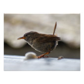 Prachtige Wren Foto Afdruk (Voorkant)