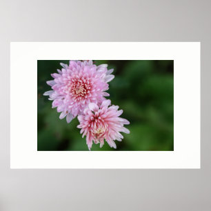 Prachtige zachte roze bloemen poster