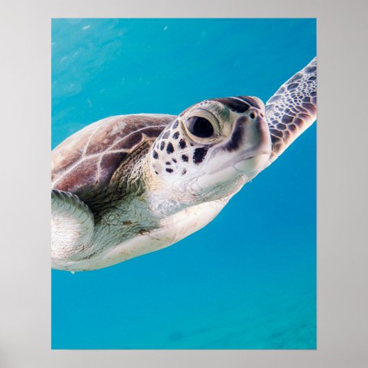 Prachtige Zee schildpad zwemmen in de oceaan Poster (Voorkant)