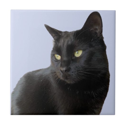 Prachtige zwarte kat tegeltje (Voorkant)