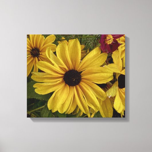 Prachtige zwarte ogen Susan bloem Canvas Afdruk (Voorkant)