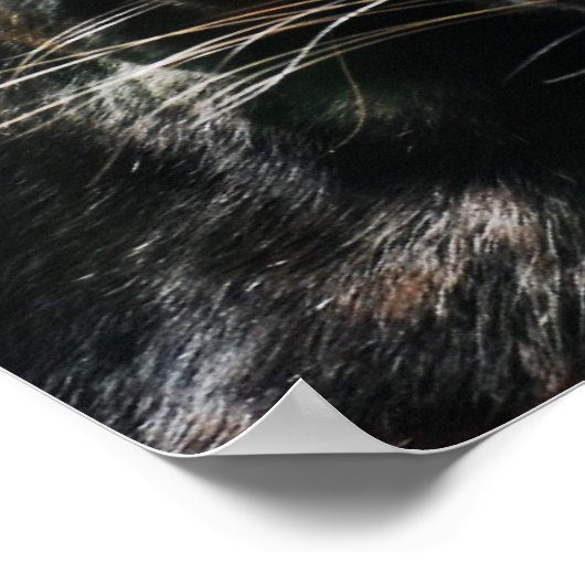 Prachtige zwarte panter poster (Hoek)