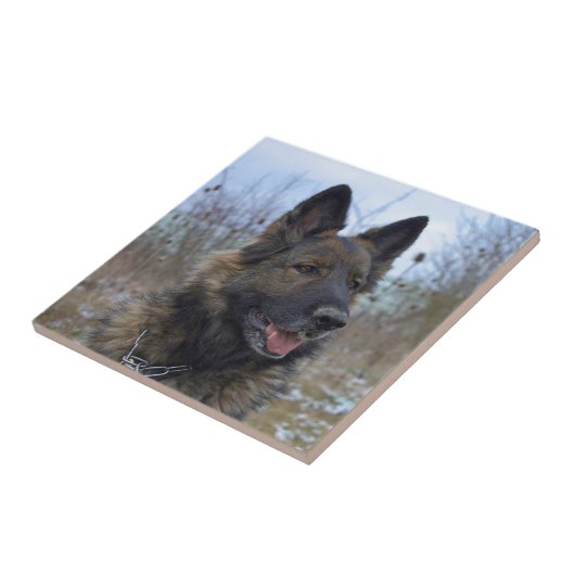 Prachtige zwarte zadelaar tegeltje (Zijkant)