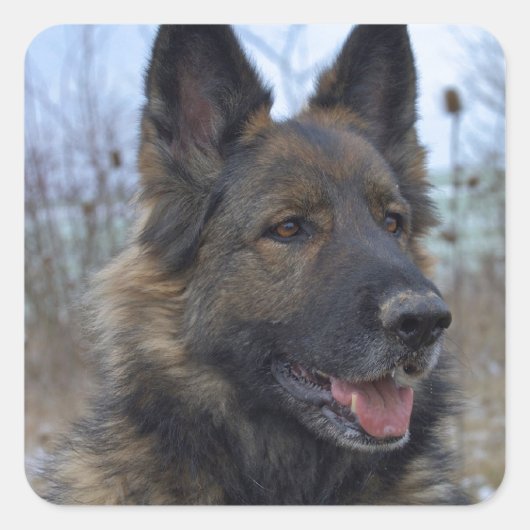 Prachtige zwarte zadelaar vierkante sticker (Voorkant)