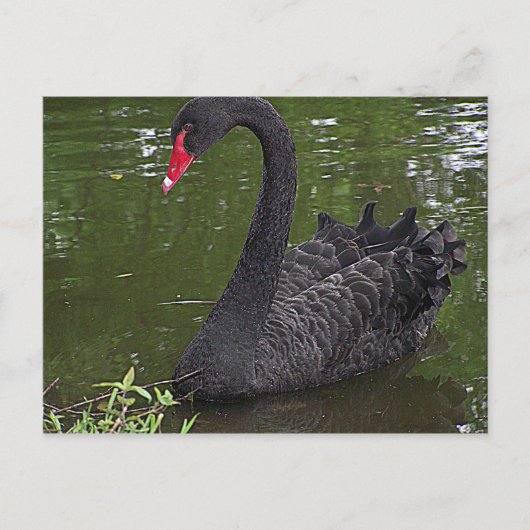 Prachtige zwarte zwaan op water briefkaart (Voorkant)