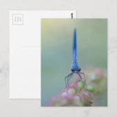 Prachtlibelle Briefkaart (Voorkant / Achterkant)