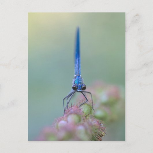 Prachtlibelle Briefkaart (Voorkant)