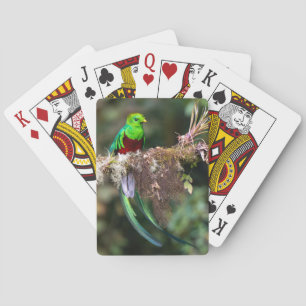 Prachtquetzal in het nevelwoud pokerkaarten