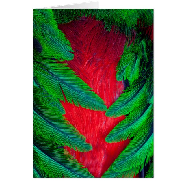 Prachtquetzal veerontwerp (Voorkant)