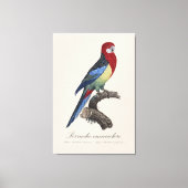 Prachtrosella / Oostelijke rosella Canvas Afdruk (Voorkant)