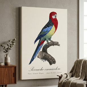 Prachtrosella / Oostelijke rosella Canvas Afdruk