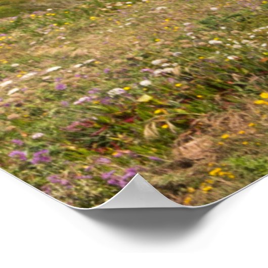 Praia da ursa poster (Hoek)