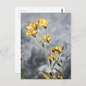 Prairie Beauty Briefkaart (Voorkant / Achterkant)