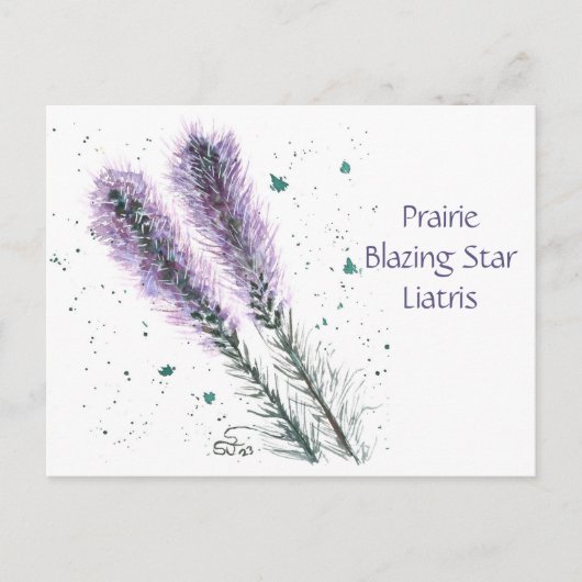 Prairie Blazing Star Briefkaart (Voorkant)