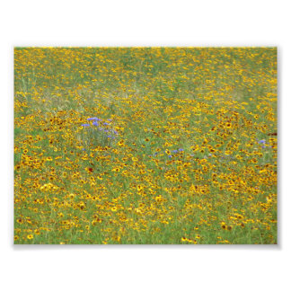Prairie bloemen foto afdruk