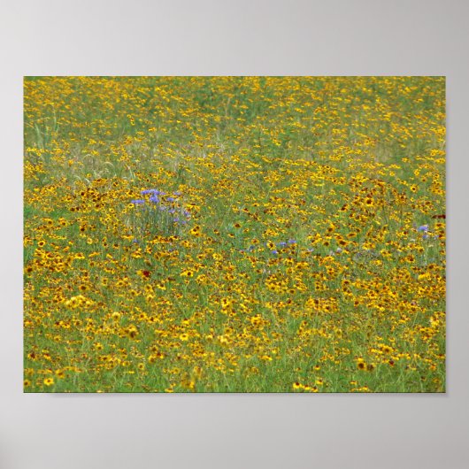 Prairie bloemen, Indiana Poster (Voorkant)