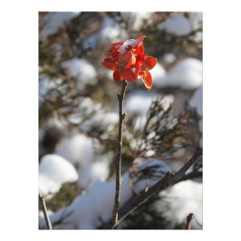 "Prairie Blossom" Foto Afdruk