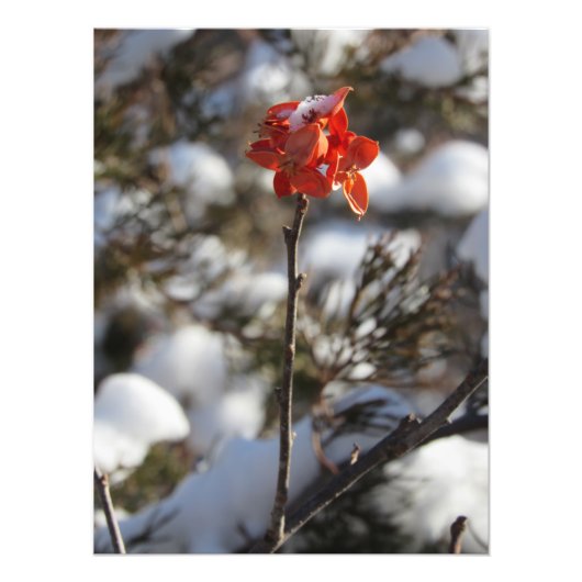 "Prairie Blossom" Foto Afdruk (Voorkant)