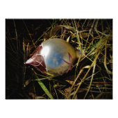 "Prairie Cheer" Foto Afdruk (Voorkant)