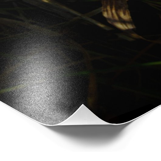 "Prairie Cheer" Foto Afdruk (Hoek)