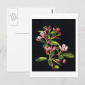 Prairie Crabapple Blossom Briefkaart (Voorkant / Achterkant)