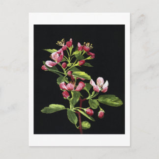 Prairie Crabapple Blossom Briefkaart