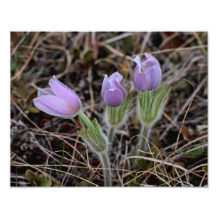 Prairie Crocus Foto Afdruk