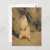 Prairie Dog Briefkaart (Voorkant / Achterkant)