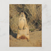 Prairie Dog Briefkaart (Voorkant)