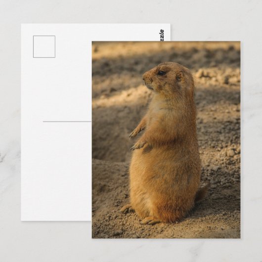 Prairie Dog Briefkaart (Voorkant / Achterkant)