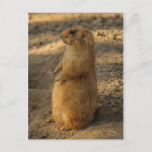 Prairie Dog Briefkaart (Voorkant)