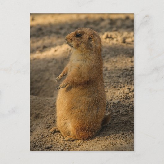 Prairie Dog Briefkaart (Voorkant)