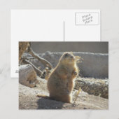 Prairie Dog Briefkaart (Voorkant / Achterkant)
