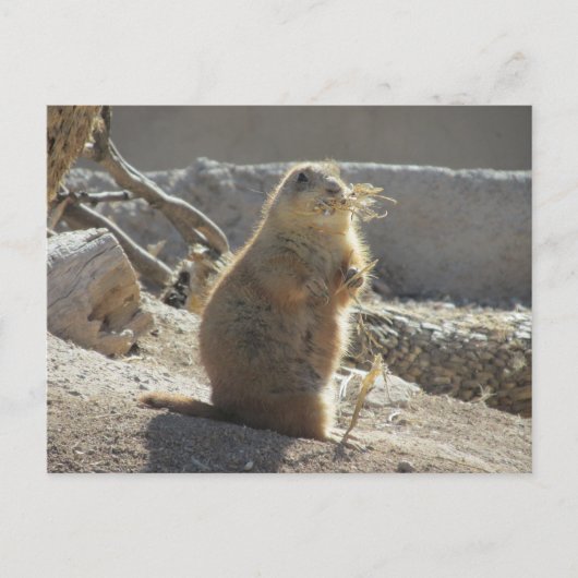 Prairie Dog Briefkaart (Voorkant)