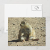 Prairie Dog Briefkaart (Voorkant / Achterkant)